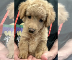 Small Photo #2 Goldendoodle Puppy For Sale in IRWIN, PA, USA
