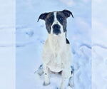 Small #5 American Bulldog Mix
