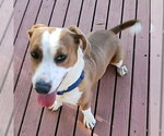 Small #8 Basset Hound Mix