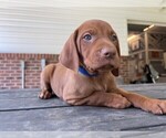Small #13 Vizsla
