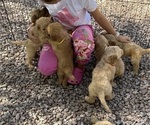 Small #4 Goldendoodle