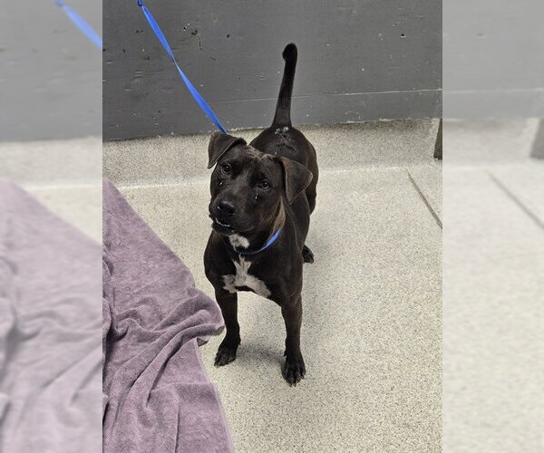 Medium Photo #1 Labrador Retriever-Unknown Mix Puppy For Sale in Tallahassee, FL, USA