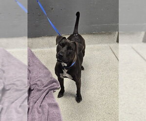 Labrador Retriever-Unknown Mix Dogs for adoption in Tallahassee, FL, USA
