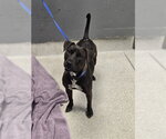 CANYON - Female Labrador Retriever-Unknown Mix Dog for Adoption - Small photo