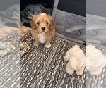 Max - Male Maltipoo (Toy) Puppy for Sale - Photo #4