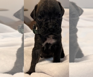 Boxer Puppy for sale in LANSING, MI, USA