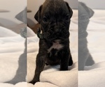 Small Boxer