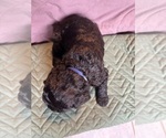 Puppy Purple Saint Berdoodle