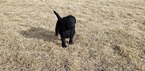 Small Photo #11 Labradoodle Puppy For Sale in CO SPGS, CO, USA