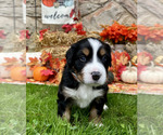 Small Photo #10 Bordernese Puppy For Sale in LATROBE, PA, USA