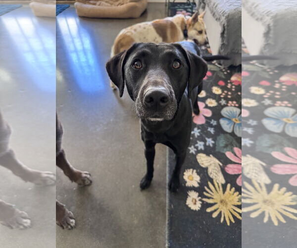 Medium Photo #9 Labrador Retriever-Unknown Mix Puppy For Sale in Greenville, SC, USA