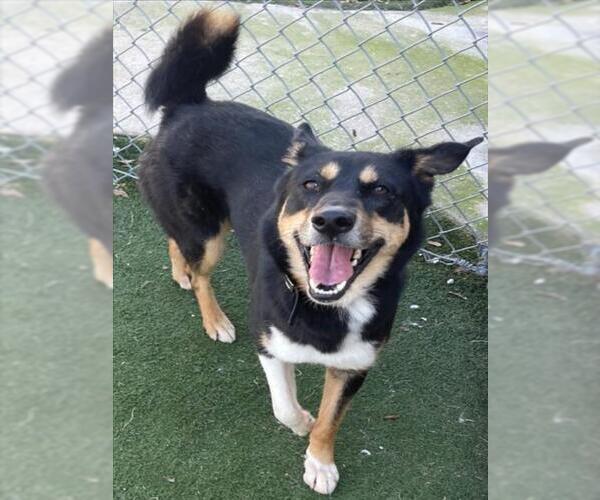 Medium Photo #2 Border Collie-Unknown Mix Puppy For Sale in Texas City, TX, USA