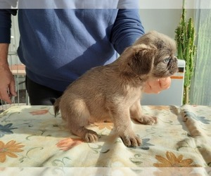 French Bulldog Puppy for sale in Kaposvar, Somogy, Hungary