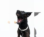 Small #26 German Shepherd Dog Mix