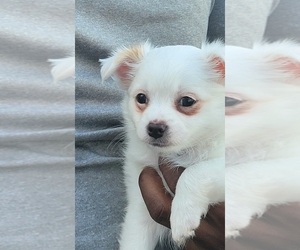 Chihuahua Puppy for Sale in RIVERVIEW, Florida USA
