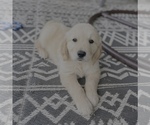 Small #16 Golden Retriever