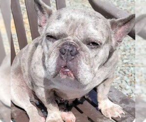French Bulldog Dogs for adoption in Tracy, CA, USA