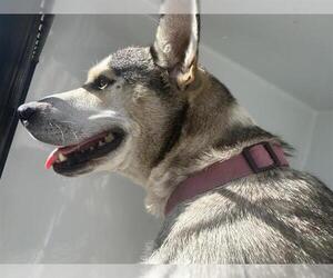 Huskies -Unknown Mix Dogs for adoption in Houston, TX, USA