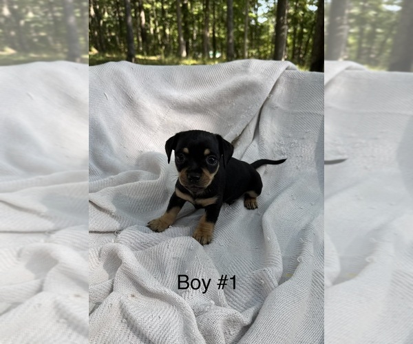 Medium Photo #7 Doxie-Pin Puppy For Sale in NEW FLORENCE, MO, USA
