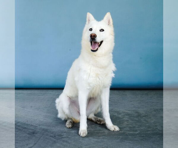 Medium Photo #2 Siberian Husky Puppy For Sale in Pasadena, CA, USA