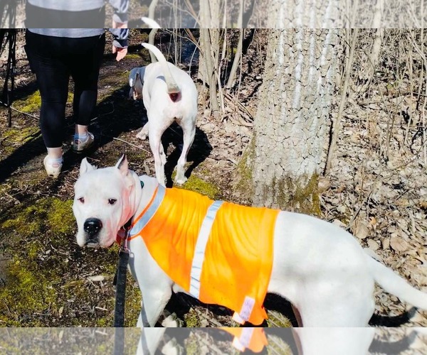 Medium Photo #6 Dogo Argentino Puppy For Sale in Belleville, MI, USA