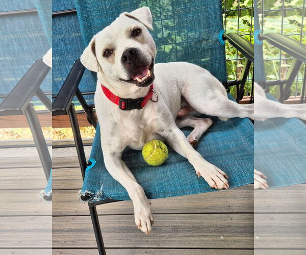 Medium Photo #2 American Pit Bull Terrier-Beagle Mix Puppy For Sale in Hillsboro, MO, USA