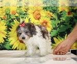 Birdie - Female Goldendoodle (Miniature) Puppy for Sale - Photo #20
