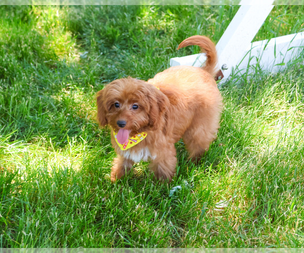 Medium Photo #7 Cavapoo (Miniature) Puppy For Sale in SYRACUSE, IN, USA