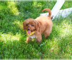 Small #6 Cavapoo (Miniature)