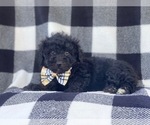 Small Photo #10 YorkiePoo Puppy For Sale in LAKELAND, FL, USA