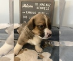 Small Photo #22 Welsh Cardigan Corgi Puppy For Sale in SUN PRAIRIE, WI, USA