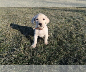 Labrador Retriever Puppy for sale in INDIANAPOLIS, IN, USA