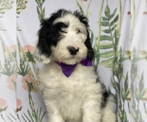 Sheepadoodle Puppy for sale in LANCASTER, PA, USA