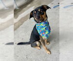 Small #1 Labrador Retriever Mix