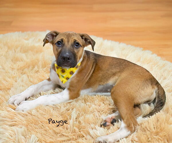 Medium Photo #2 Mutt Puppy For Sale in Hot Springs Village, AR, USA