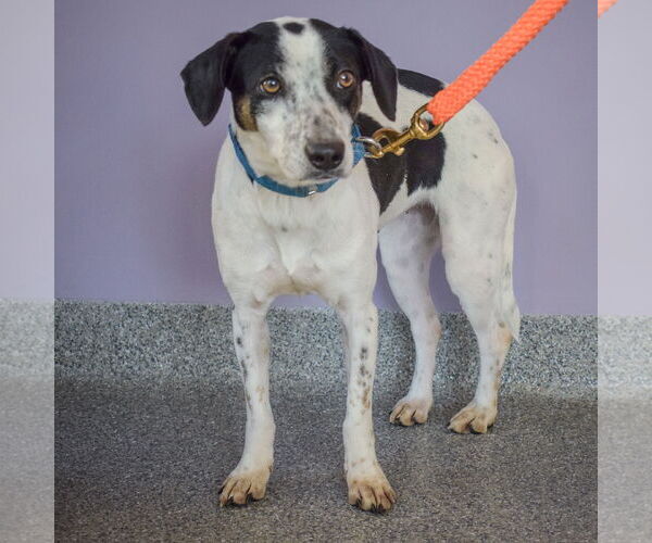 Medium Photo #8 Jack-A-Bee Puppy For Sale in Huntley, IL, USA