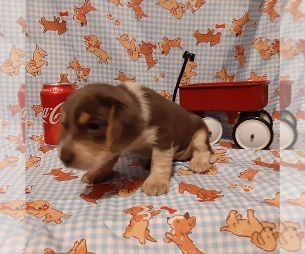 Medium Photo #6 Beagle Puppy For Sale in CARTHAGE, TX, USA
