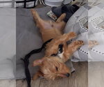 Small #1 Mutt