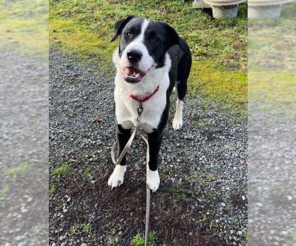 Medium Photo #4 Boxer-Siberian Husky Mix Puppy For Sale in Sequim, WA, USA