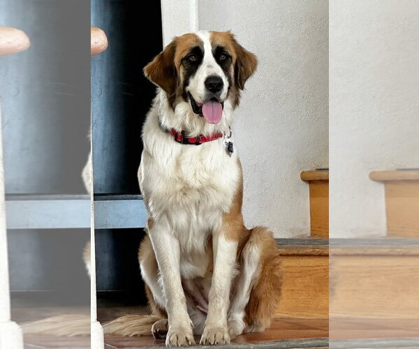Medium Photo #1 Saint Bernard-Unknown Mix Puppy For Sale in Tabernash, CO, USA