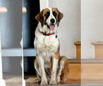 Rosie - Female Saint Bernard-Unknown Mix Dog for Adoption - Small photo