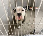 Small #4 Bulldog Mix