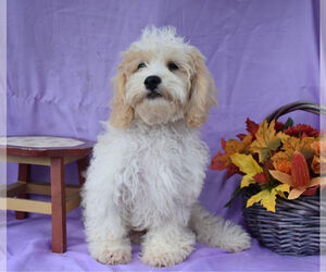 Cavachon Puppy for sale in MILLERSBURG, OH, USA