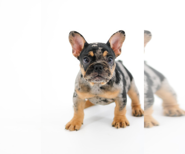 Medium Photo #1 French Bulldog Puppy For Sale in PORT SAINT LUCIE, FL, USA