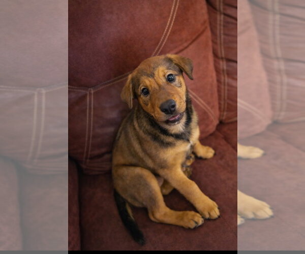 Medium Photo #3 Doberman Pinscher-German Shepherd Dog Mix Puppy For Sale in Euless, TX, USA