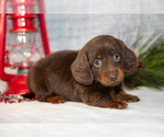Puppy Dallas Dachshund
