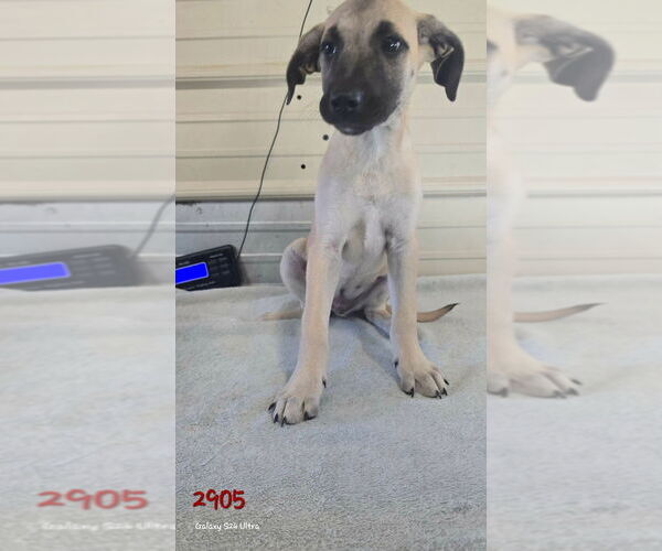 Medium Photo #1 Catahoula Leopard Dog-Labrador Retriever Mix Puppy For Sale in Foristell, MO, USA