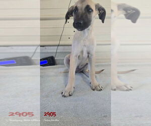 Catahoula Leopard Dog-Labrador Retriever Mix Dogs for adoption in Foristell, MO, USA