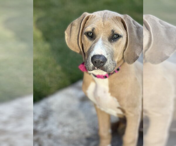 Medium Photo #7 Labrador Retriever-Unknown Mix Puppy For Sale in The Woodlands, TX, USA