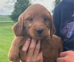 Puppy Puppy 3 Goldendoodle (Miniature)